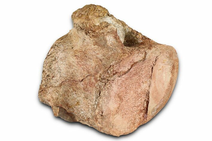 Fossil Plesiosaur (Thililua?) Cervical Vertebra - Asfla, Morocco #354414